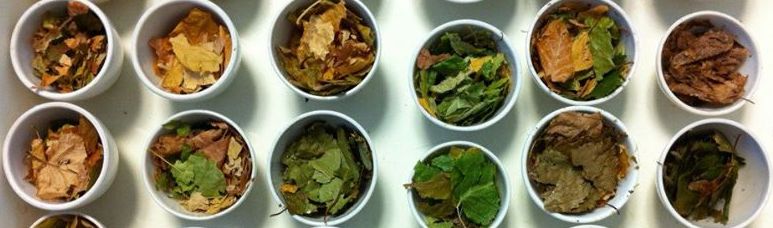 An overhead view of many circular vessels in a grid pattern that hold leaf fragments.